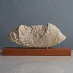 Mount Timpanogos Sculpture (North Face, Wasatch Range, Utah) Sculpted Peaks