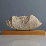 Mount Timpanogos Sculpture (North Face, Wasatch Range, Utah) Sculpted Peaks