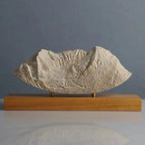 Mount Timpanogos Sculpture (North Face, Wasatch Range, Utah) Sculpted Peaks